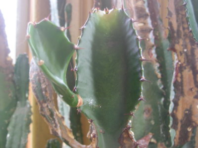 P1010021.JPG