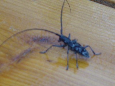 DSC09425.JPG