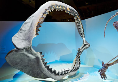 Megalodon jaw HMNS