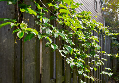 Passiflora edulis fixing to burst forth