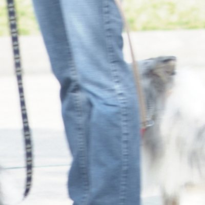 dog walker during rodeo 01 org detail b