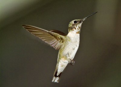 hummingbird 85