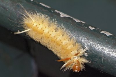Bryant Park caterpillar 01