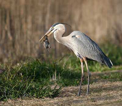 wildlife of Florida