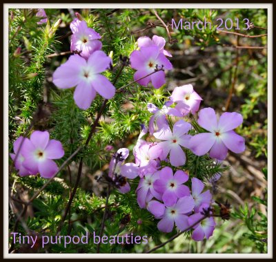 Tiny Purpod Beauties