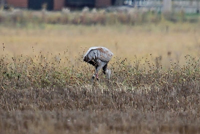 Chuck goes back on Monday Oct 22 and finds 313 with 5 adult cranes.
