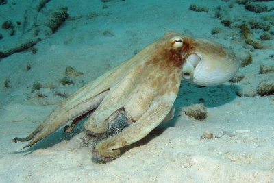 Jet Propelled Octopus