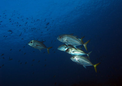 Yellowtail Jacks Schooling