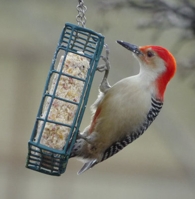 Red Bellied Woodpecker 2