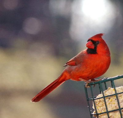 Male Cardinal On Suet.