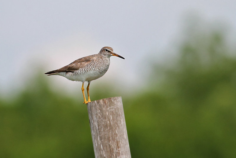 Grey-tailed Tattler