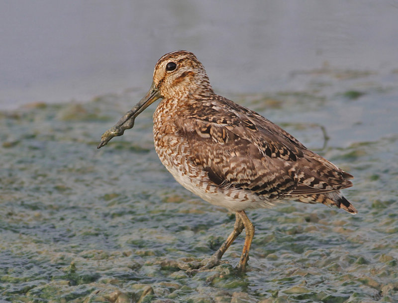 Pin-tailed Snipe