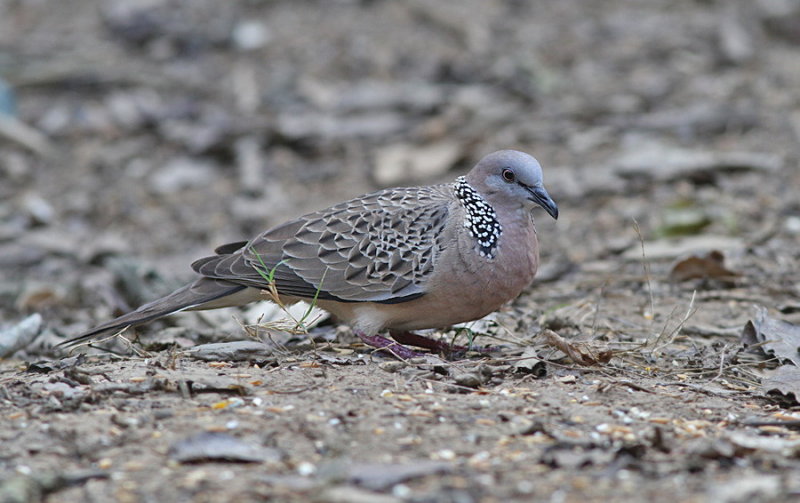 Spotted Dove