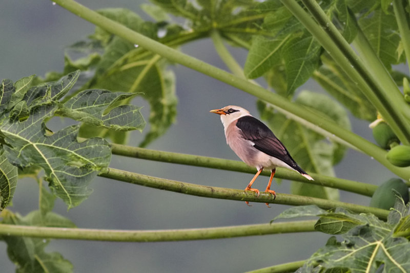 Vinous-breasted Starling