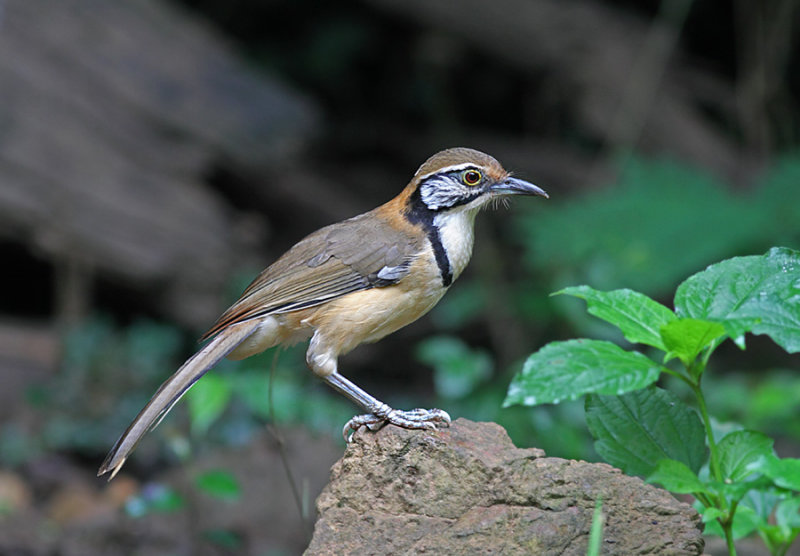 Greater-necklaced Laughingthrush