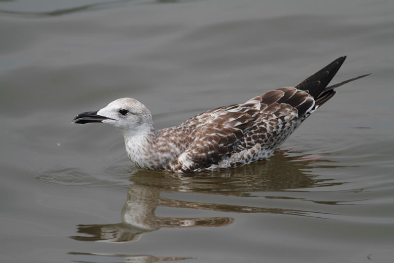 Heuglin's Gull