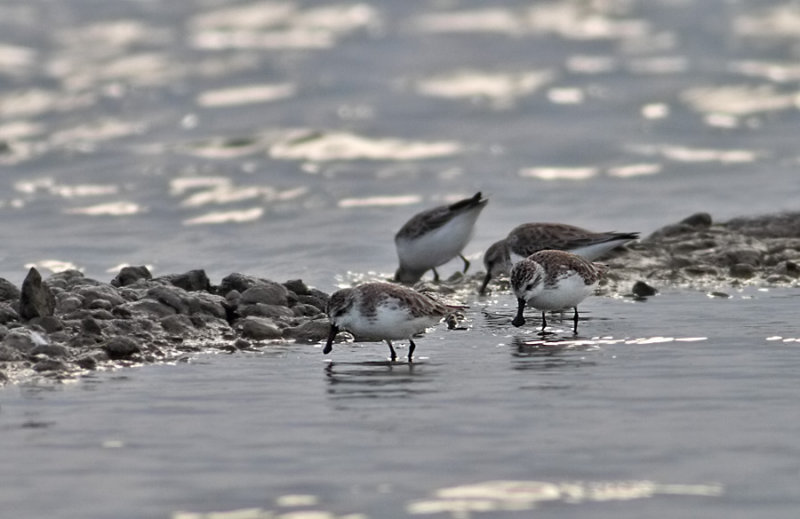 Spoon-billed Sandpipers