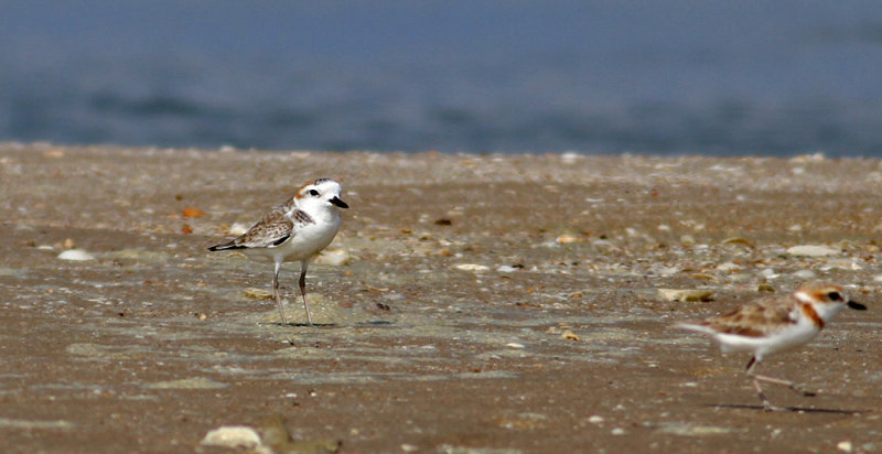 White-faced Plover