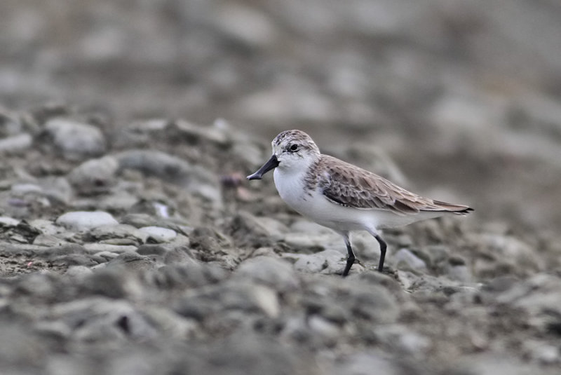 Spoon-billed Sandpiper