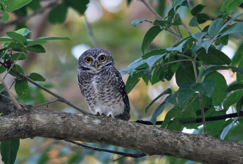 Spotted Owlet