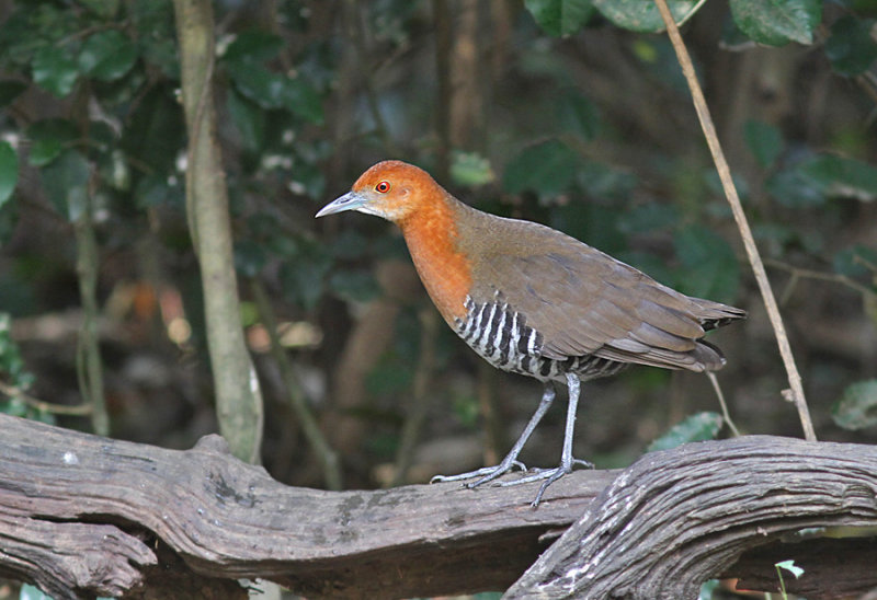 Slaty-legged Crake