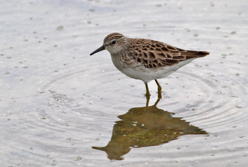 Long-toed Stint