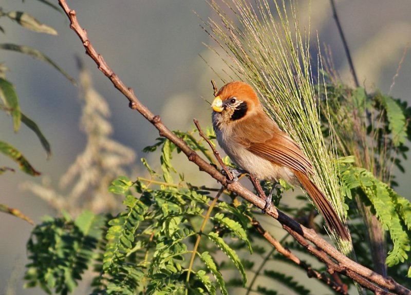 Spot-breasted Parrotbill