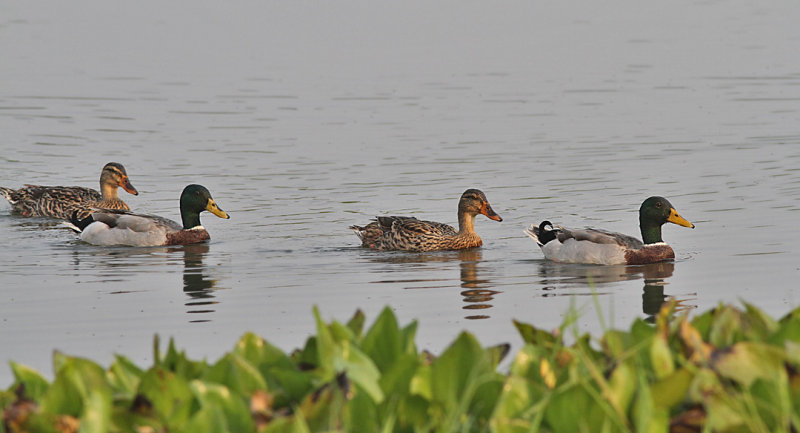 Mallards