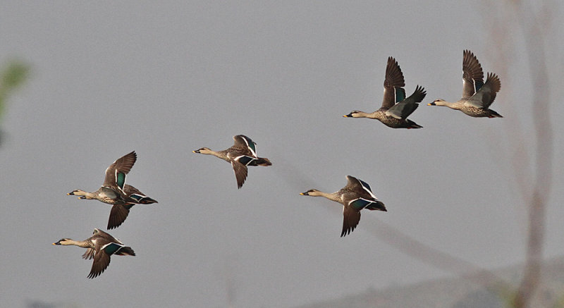 Spot-billed Duck