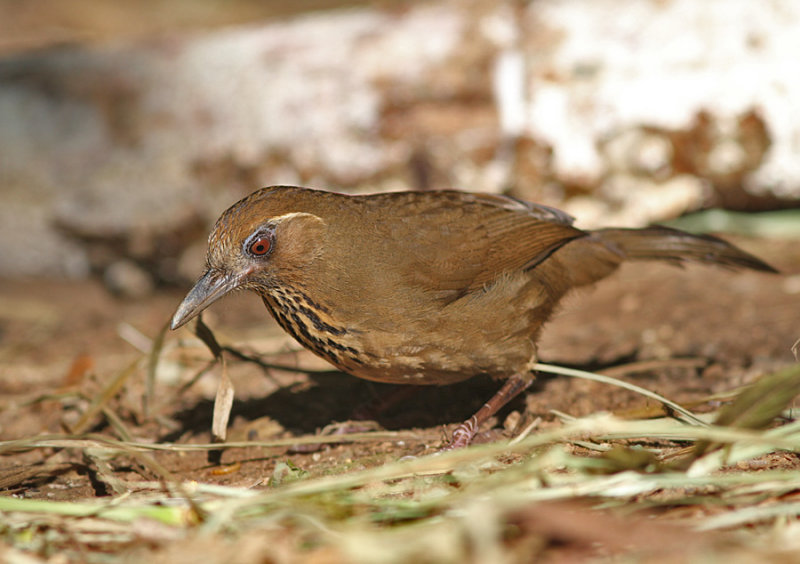 Spot-breasted Laughingthrush