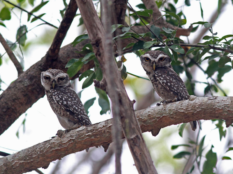 Spotted Owlets