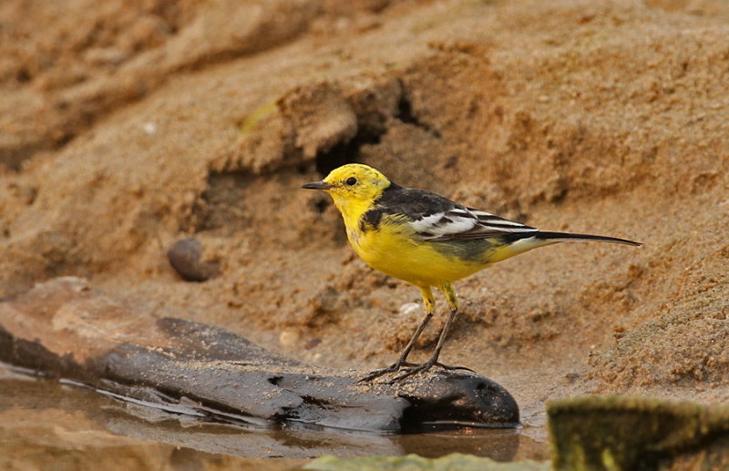 Citrine Wagtail 