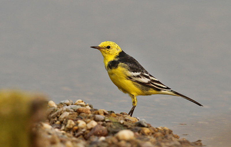 Citrine Wagtail 