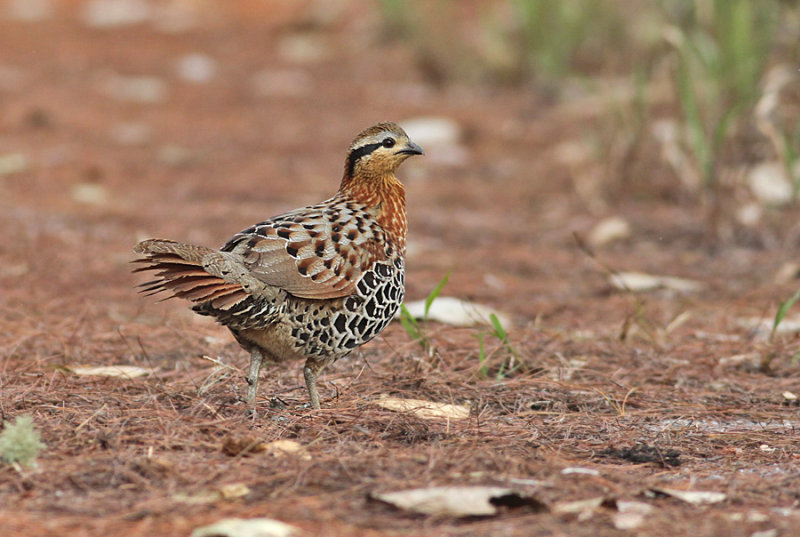 Mountain Bamboo Partridge