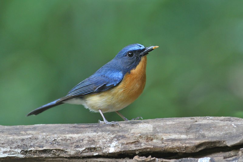 Hill blue Flycatcher