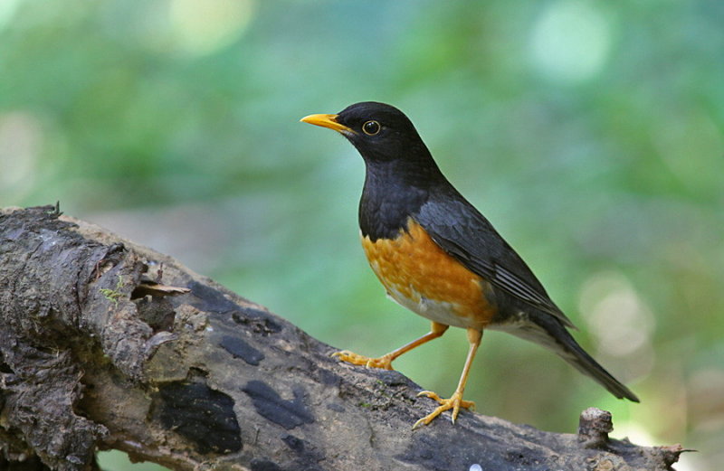 Black-breasted Thrush