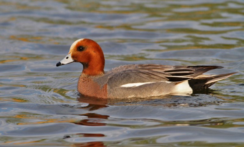 Eurasian Wigeon