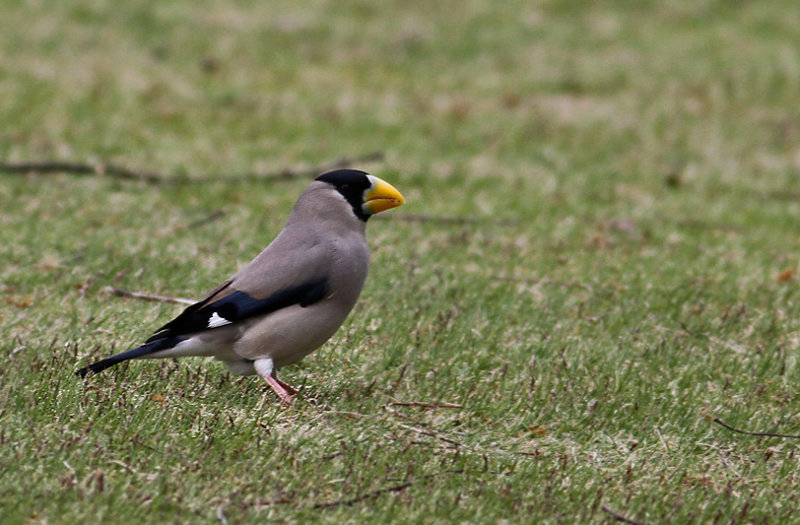 Japanese Grosbeak