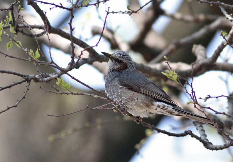 Brown-eared Bulbul