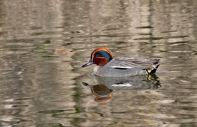 Common Teal