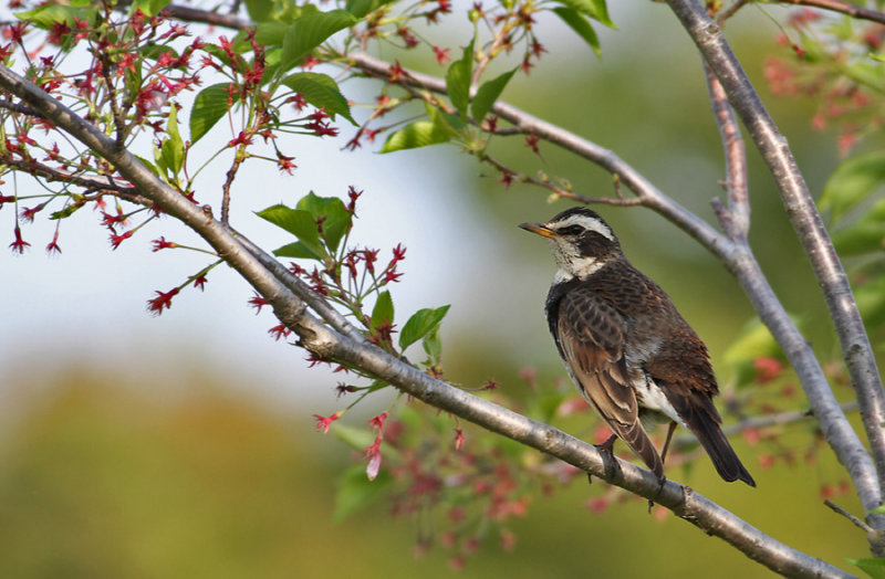 Dusky Thrush