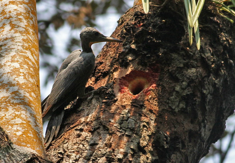 Great Slaty Woodpecker, fem