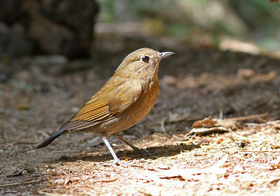 White-tailed Robin