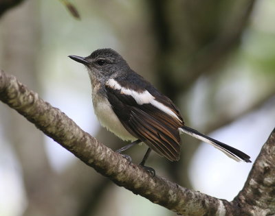 Magpie Robin