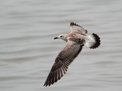 Heuglins Gull