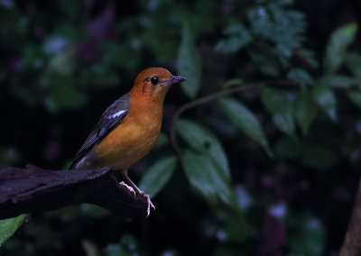 Orange-headed Thrush