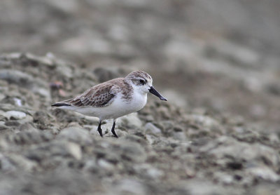 Spoon-billed Sandpiper