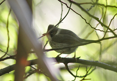 Burmese Yuhina