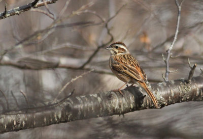 Meadow Bunting, 