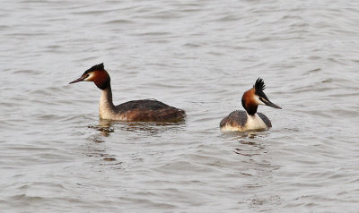 Great Crested Grebes